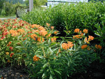 Butterfly Weed